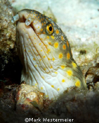 Looking About - Image taken in Bonaire with a Nikon D100,... by Mark Westermeier 